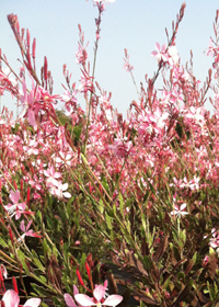 Gaura lindheimeri Pink Fountains' (Walgaupf) Gaura lindheimeri Pink Fountains' (Walgaupf)